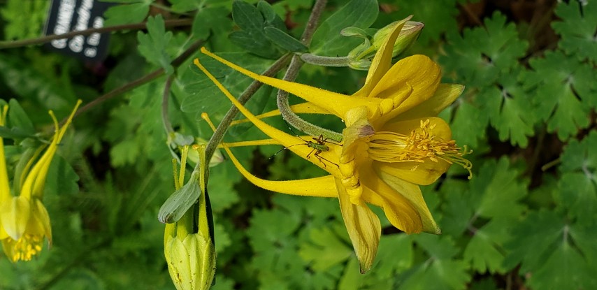 Aquilegia hinckleyana plantplacesimage20190413_112514.jpg