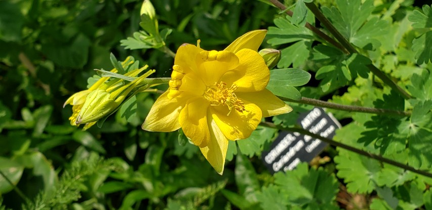 Aquilegia hinckleyana plantplacesimage20190413_112524.jpg