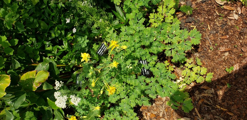 Aquilegia hinckleyana plantplacesimage20190413_112540.jpg