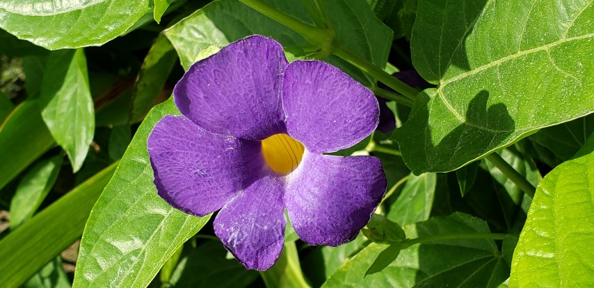 Thunbergia battiscombei plantplacesimage20190413_115948.jpg