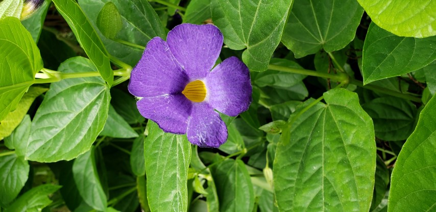 Thunbergia battiscombei plantplacesimage20190413_120005.jpg