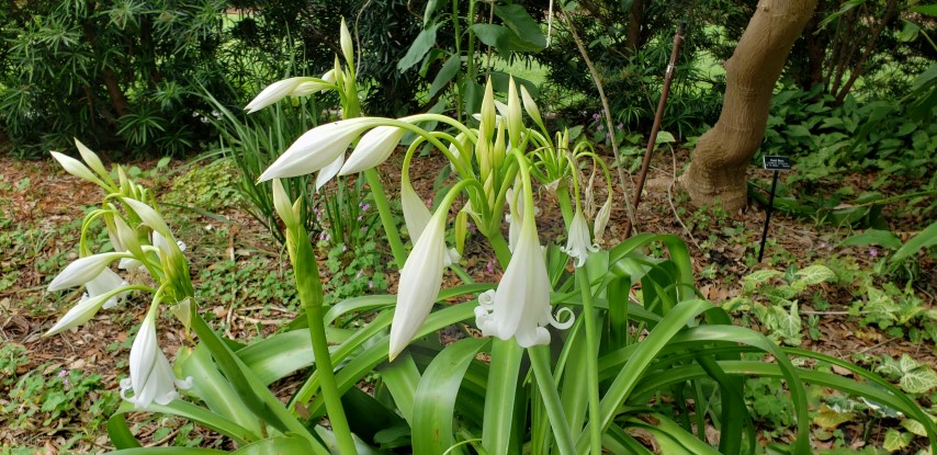 Crinum  plantplacesimage20190413_121321.jpg