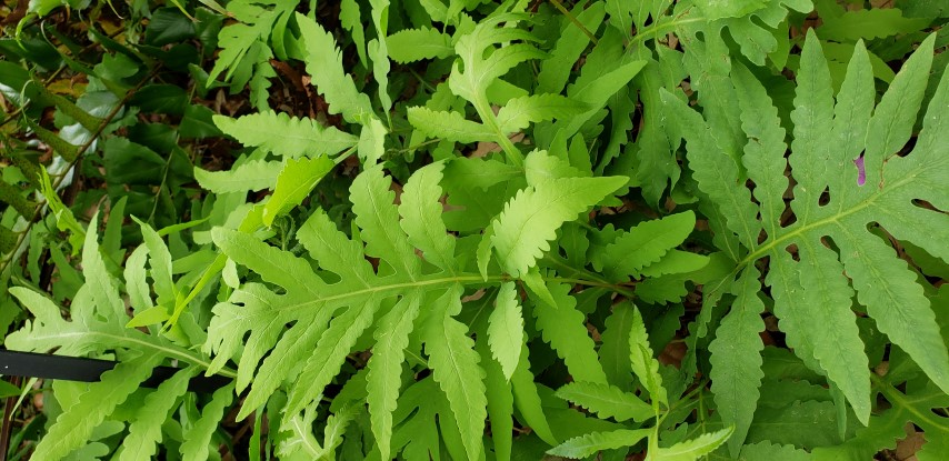 Onoclea sensibilis plantplacesimage20190413_123341.jpg