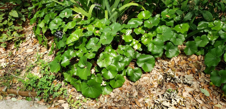 Ligularia dentata plantplacesimage20190413_123515.jpg