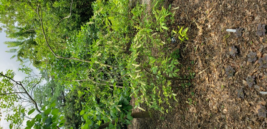 Itea virginica plantplacesimage20190413_124932.jpg