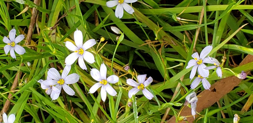 Sysirinchium angustifolium plantplacesimage20190413_130316.jpg