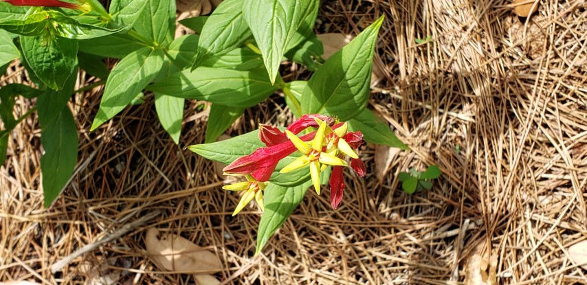 Spigelia marilandica plantplacesimage20190413_130954.jpg