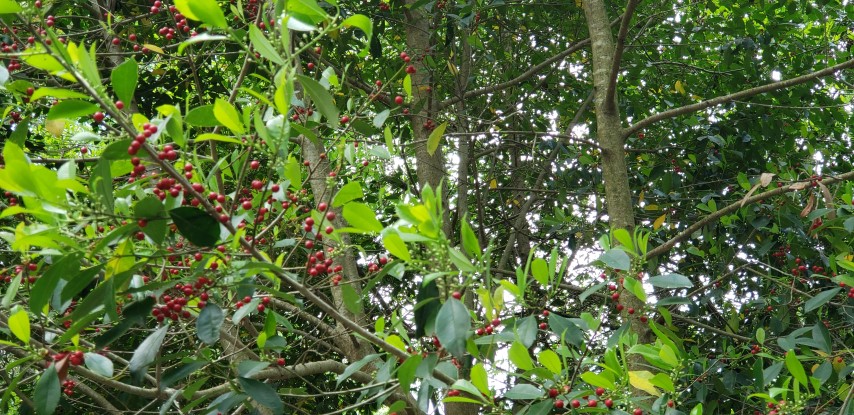 Ilex x atteuata plantplacesimage20190413_132659.jpg