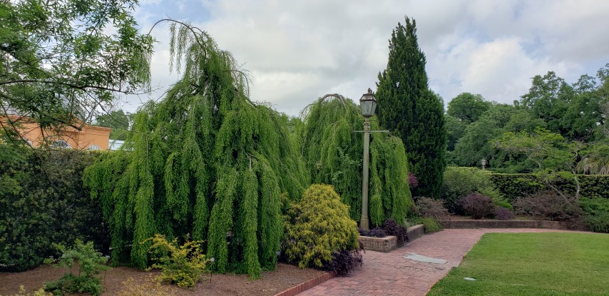 Taxodium distichum plantplacesimage20190413_134111.jpg