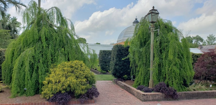 Taxodium distichum plantplacesimage20190413_134132.jpg
