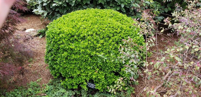 Ilex vomitoria plantplacesimage20190413_134500.jpg