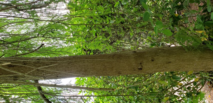Taxodium distichum plantplacesimage20190413_135335.jpg