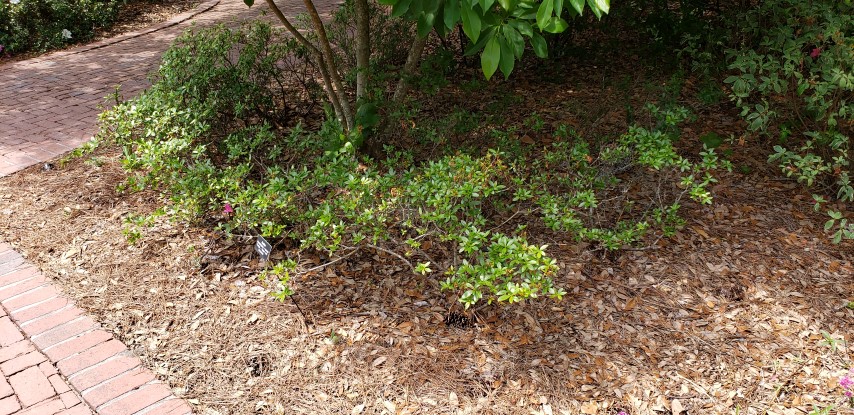 Rhododendron x plantplacesimage20190413_142612.jpg