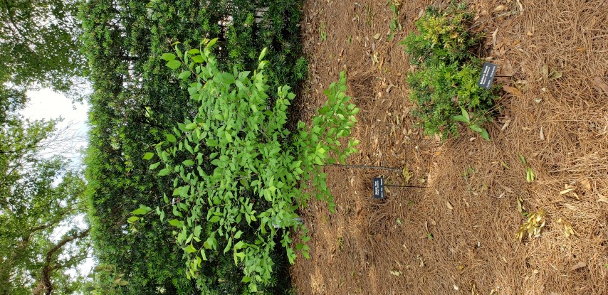 Prunus mexicana plantplacesimage20190413_145947.jpg