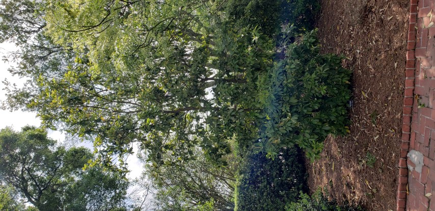 Clethra pringlei plantplacesimage20190413_150251.jpg