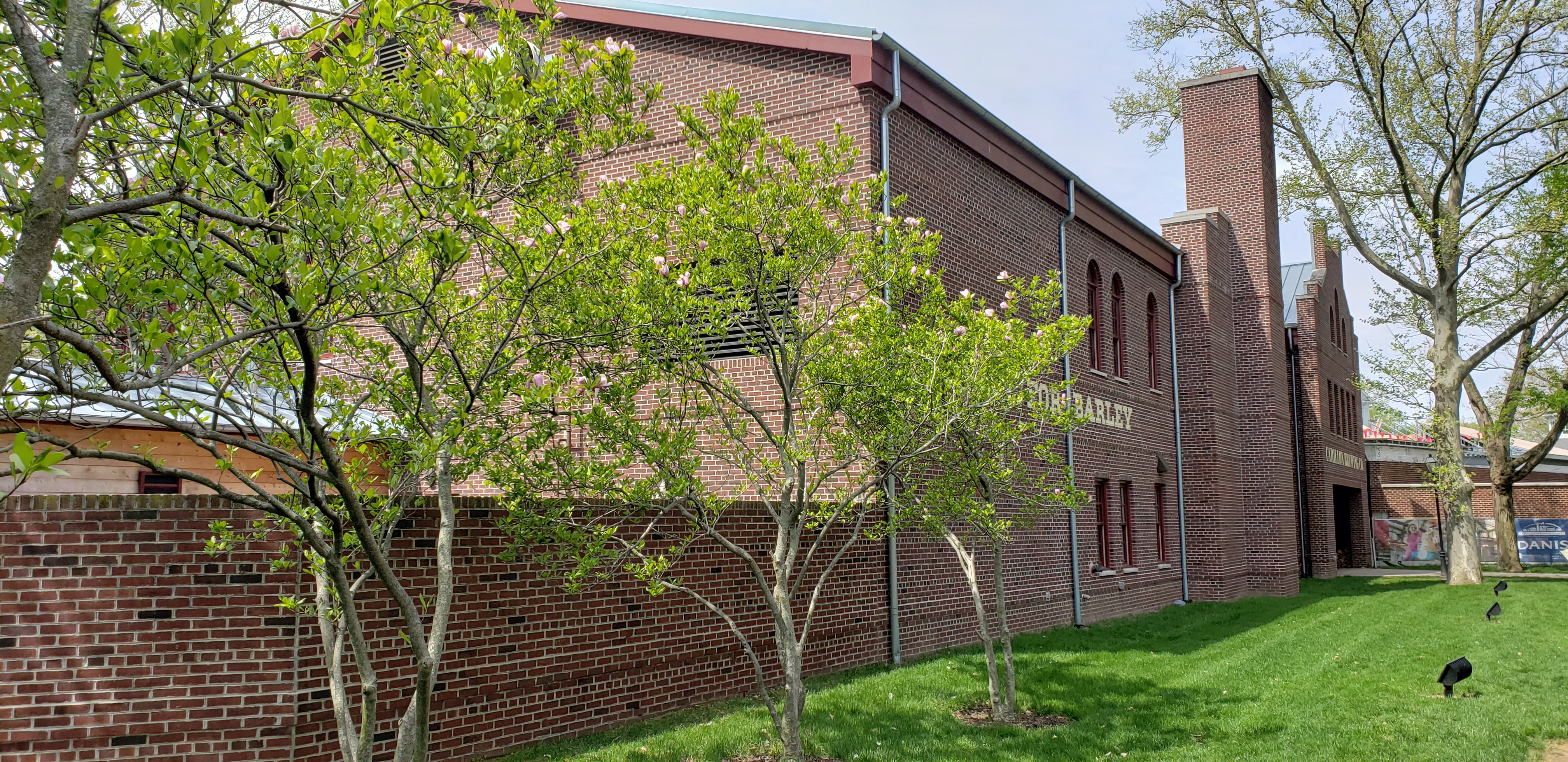 Magnolia virginiana plantplacesimage20190427_120406.jpg