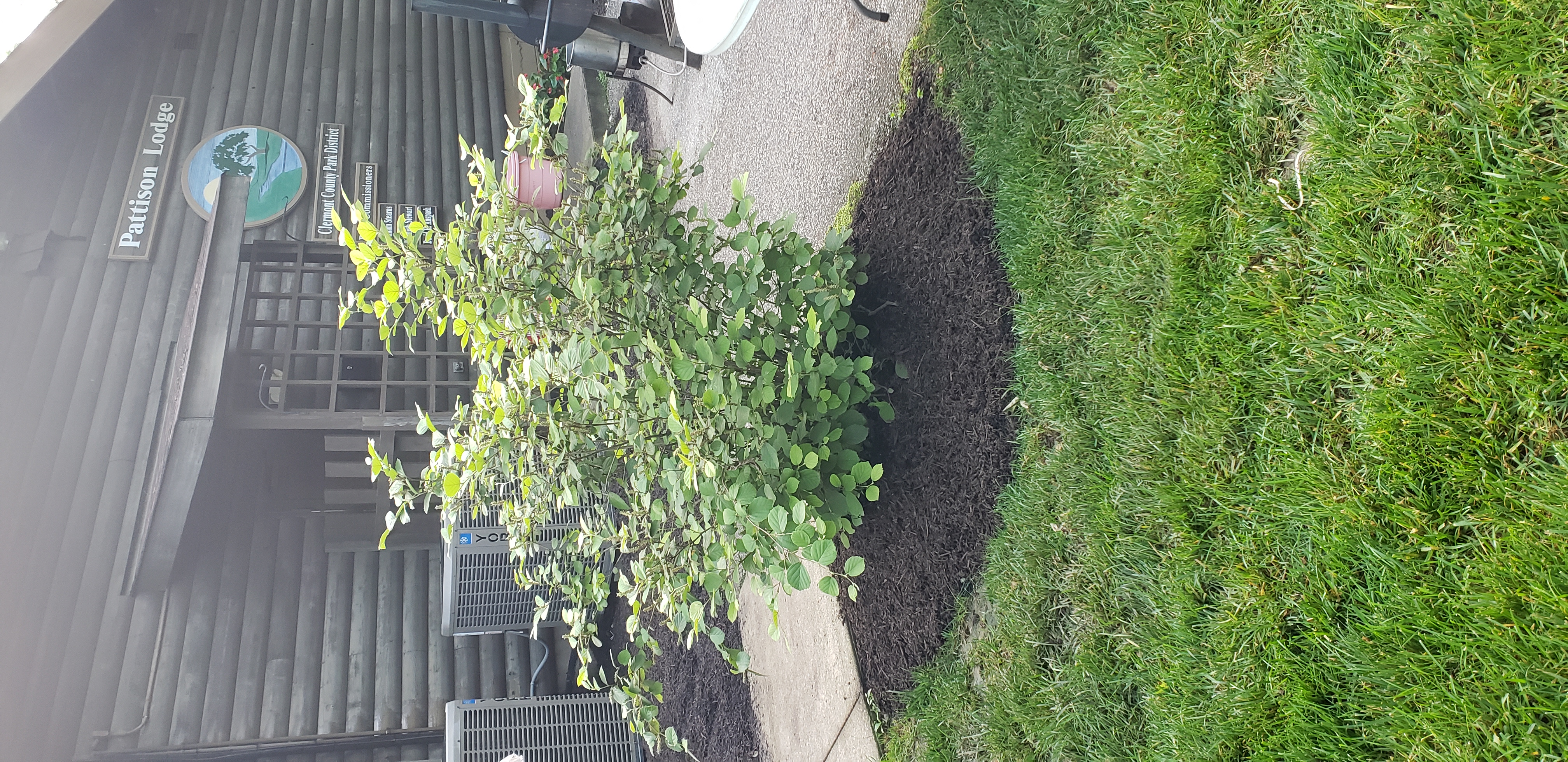 Fothergilla major plantplacesimage20190531_202250.jpg
