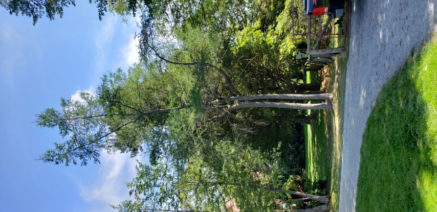 Larix laricina plantplacesimage20190821_135521.jpg