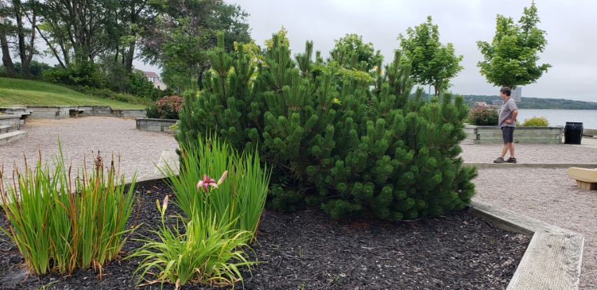 Pinus mugo plantplacesimage20190822_101104.jpg