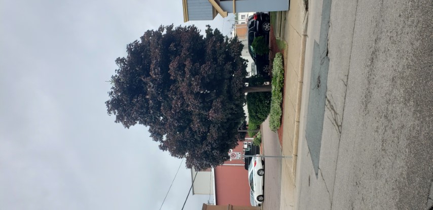 Acer platanoides plantplacesimage20190822_104434.jpg