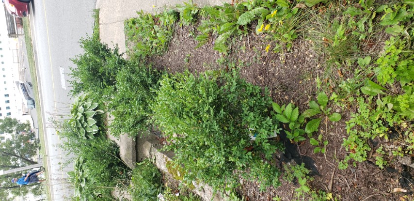 Buxus plantplacesimage20190822_113609.jpg