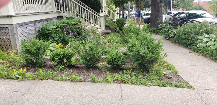 Buxus plantplacesimage20190822_113626.jpg