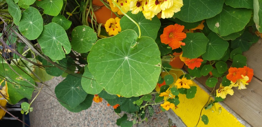 Tropaeolum spp plantplacesimage20190822_115428.jpg