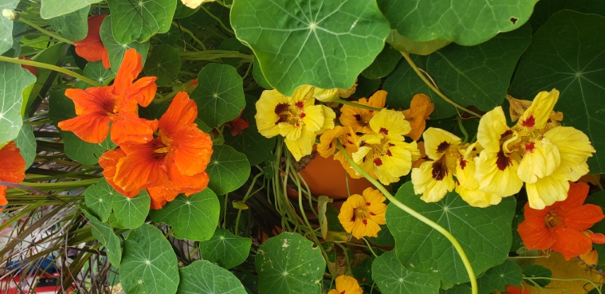 Tropaeolum spp plantplacesimage20190822_115439.jpg
