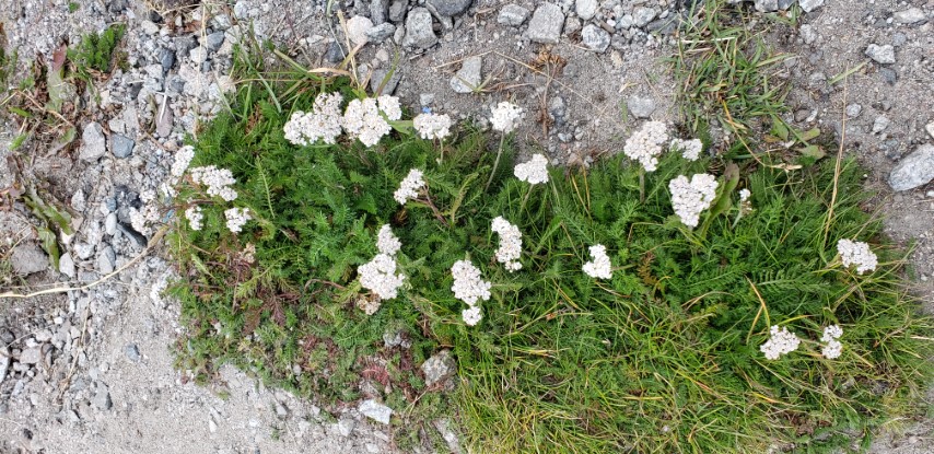 Achillea millefolium plantplacesimage20190828_081032.jpg