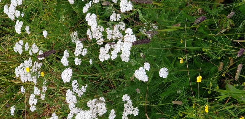 Achillea millefolium plantplacesimage20190828_092311.jpg