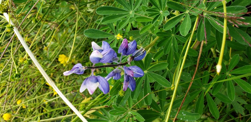 Lupinus nootkatensis plantplacesimage20190828_105627.jpg
