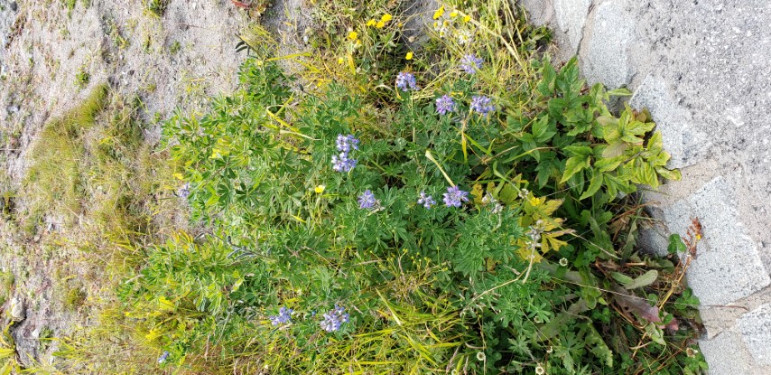 Lupinus nootkatensis plantplacesimage20190828_111022.jpg