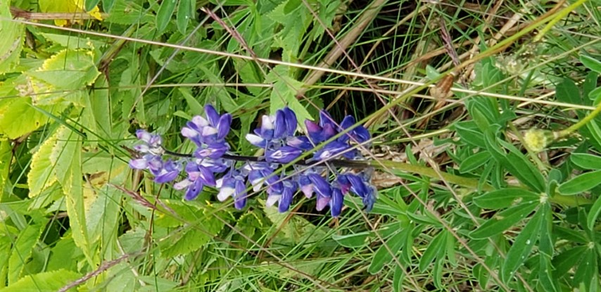 Lupinus nootkatensis plantplacesimage20190828_113221.jpg