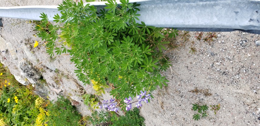 Lupinus nootkatensis plantplacesimage20190828_113244.jpg