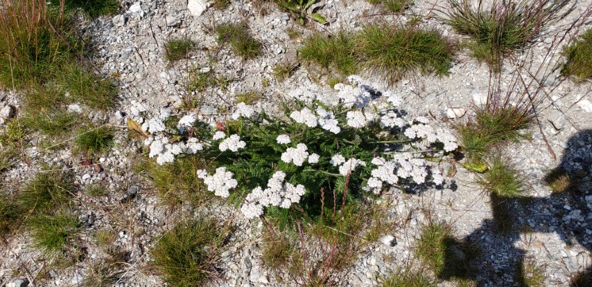 Achillea millefolium plantplacesimage20190829_112552.jpg