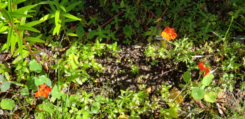 Tropaeolum spp plantplacesimage20190901_110054.jpg