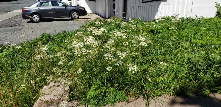 Achillea millefolium plantplacesimage20190901_121202.jpg