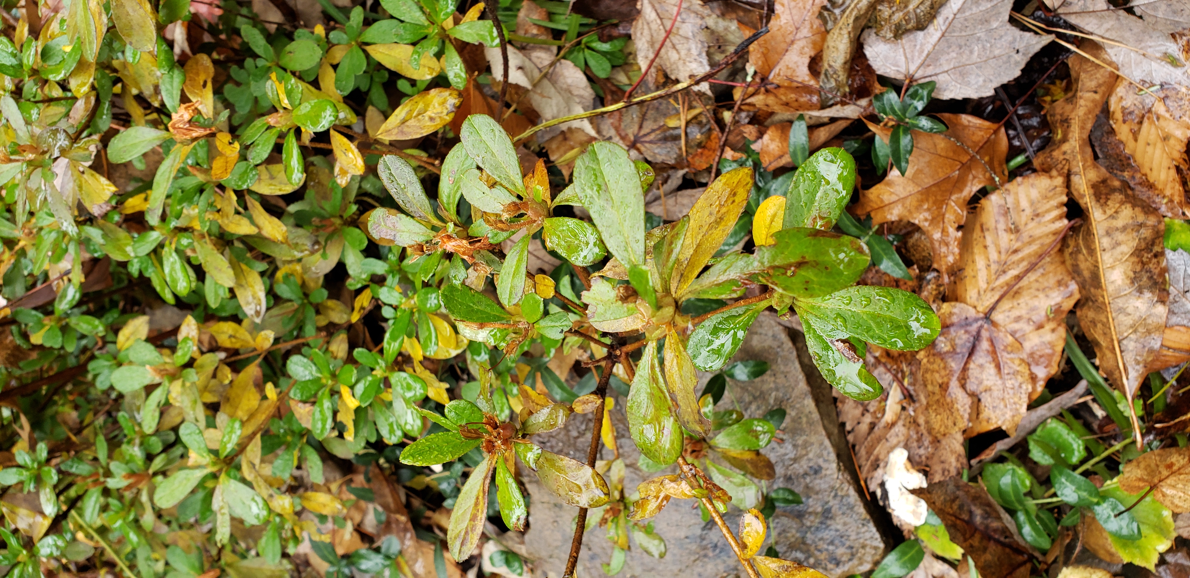 Ajuga spp plantplacesimage20191130_110303.jpg