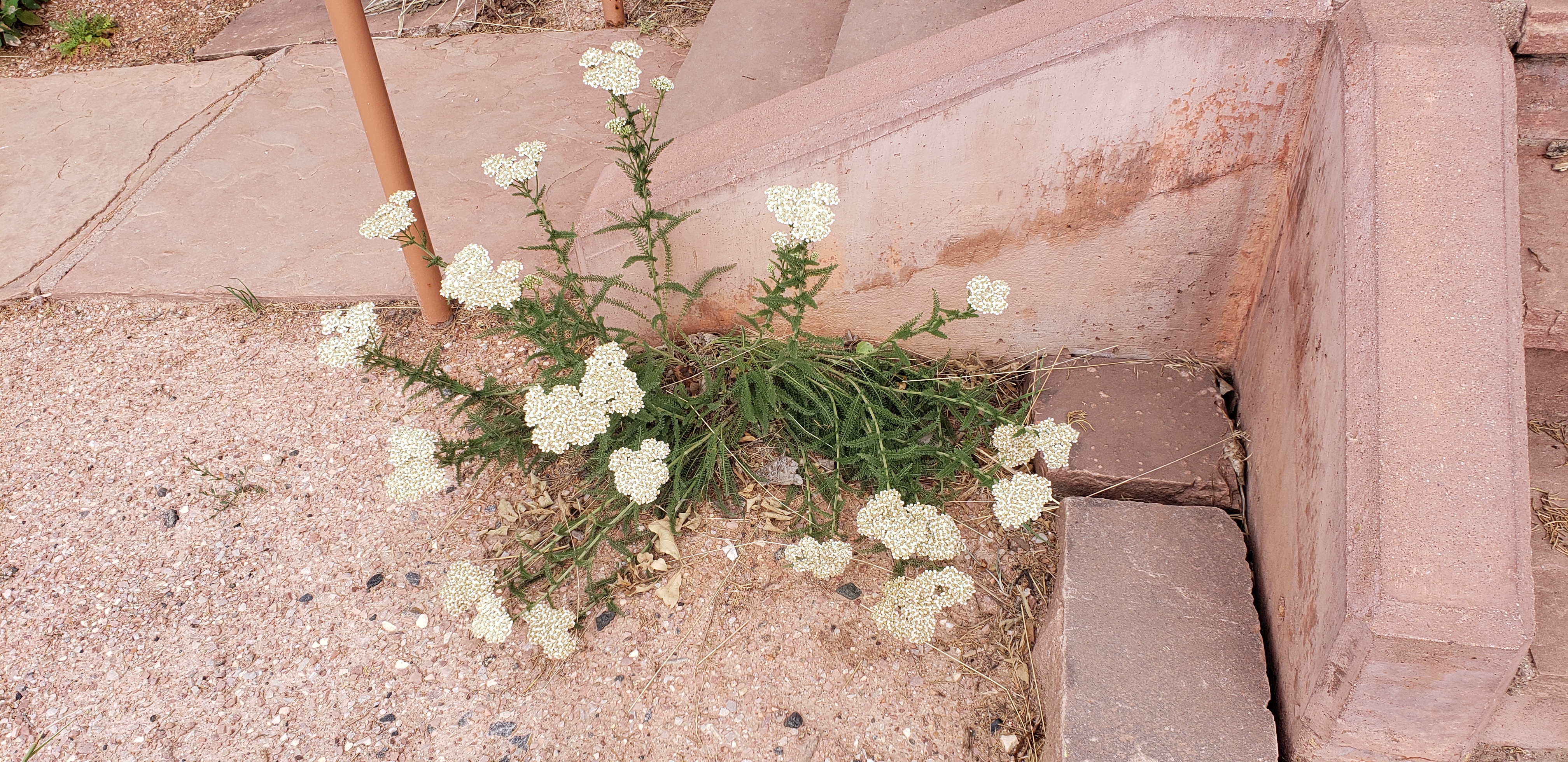 Achillea millefolium plantplacesimage20200627_164558.jpg