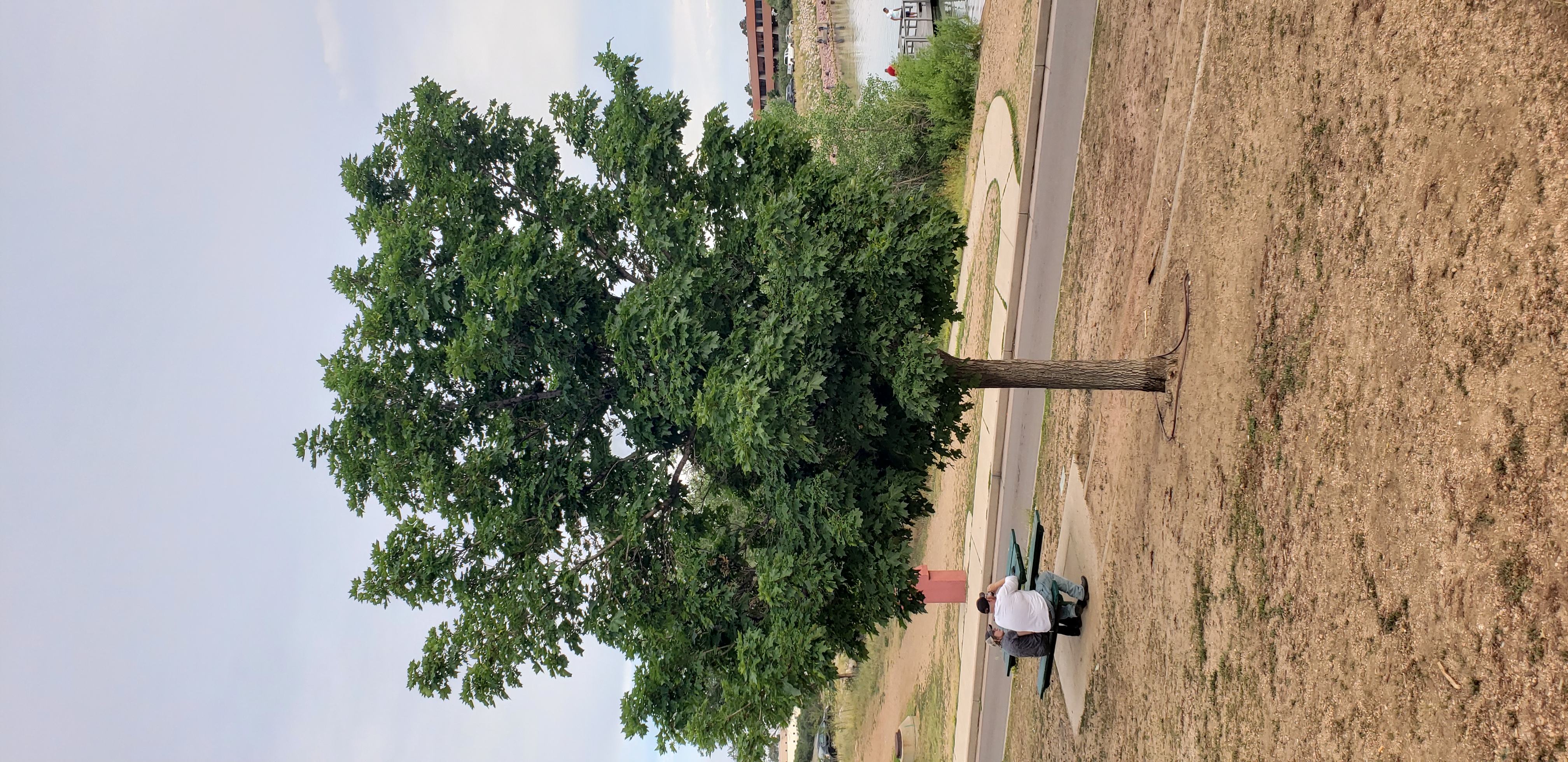 Acer rubrum plantplacesimage20200628_182808.jpg