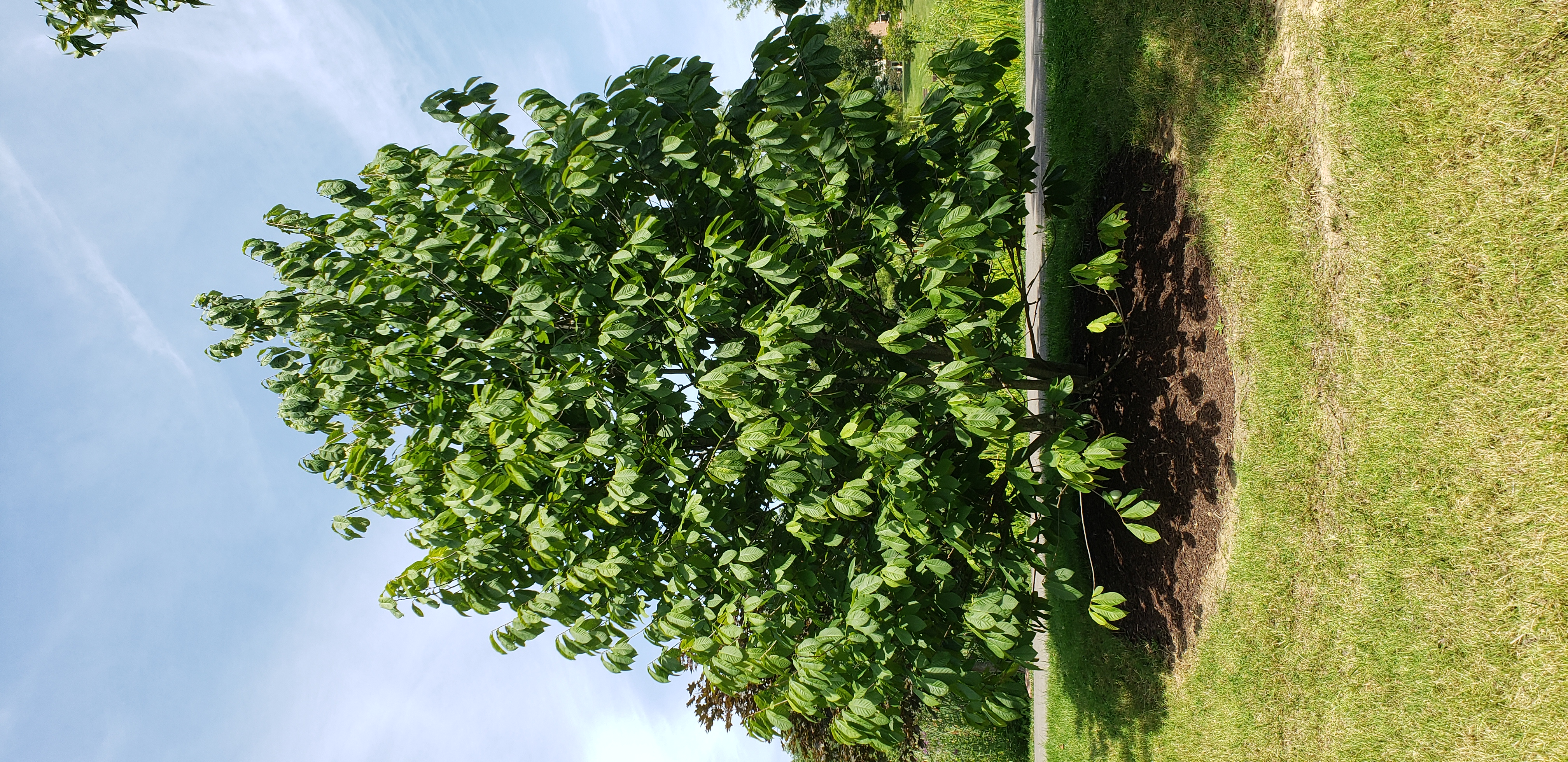 Asimina triloba plantplacesimage20200809_123615.jpg