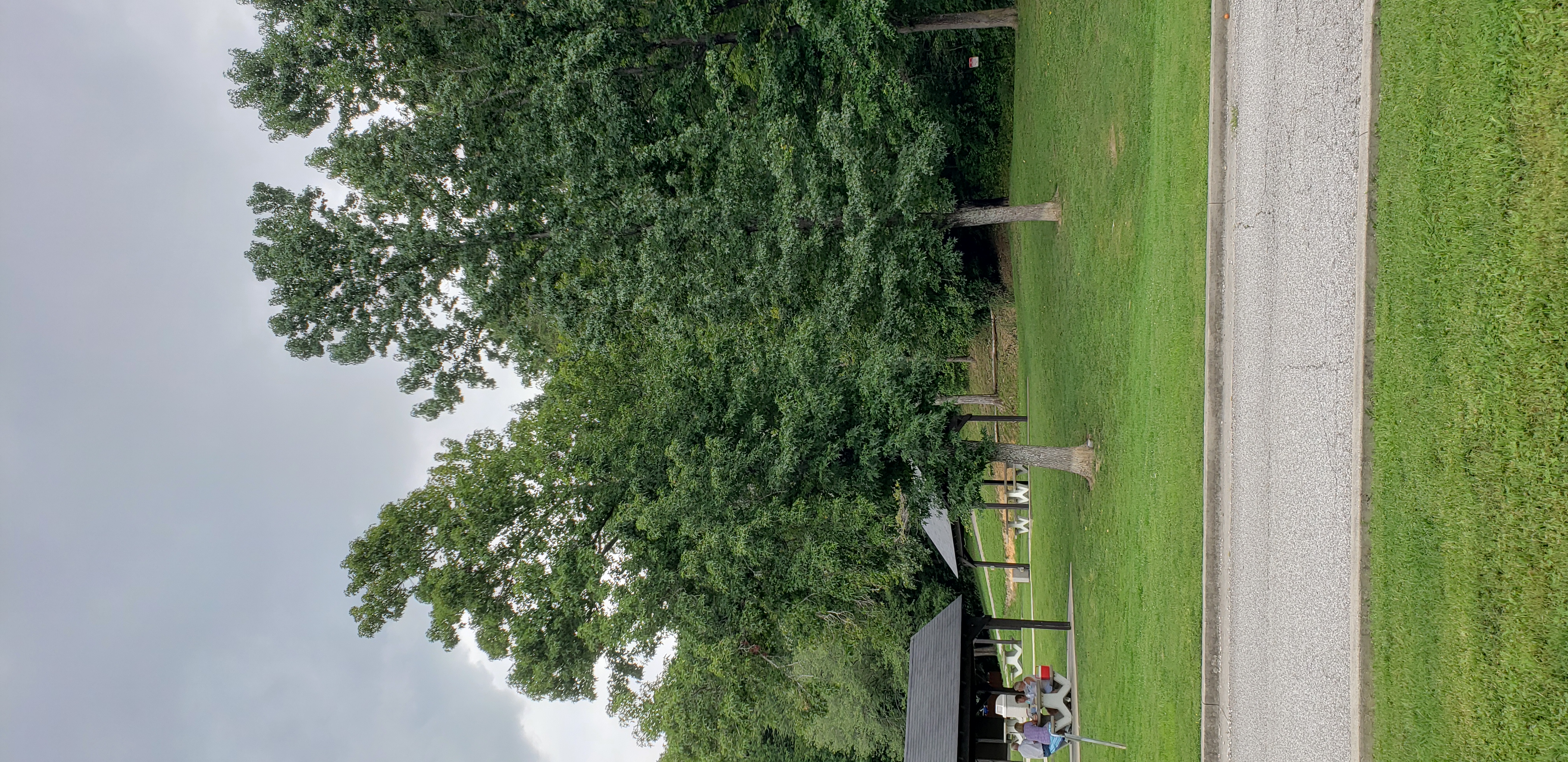 Liquidambar styraciflua plantplacesimage20200814_145543.jpg