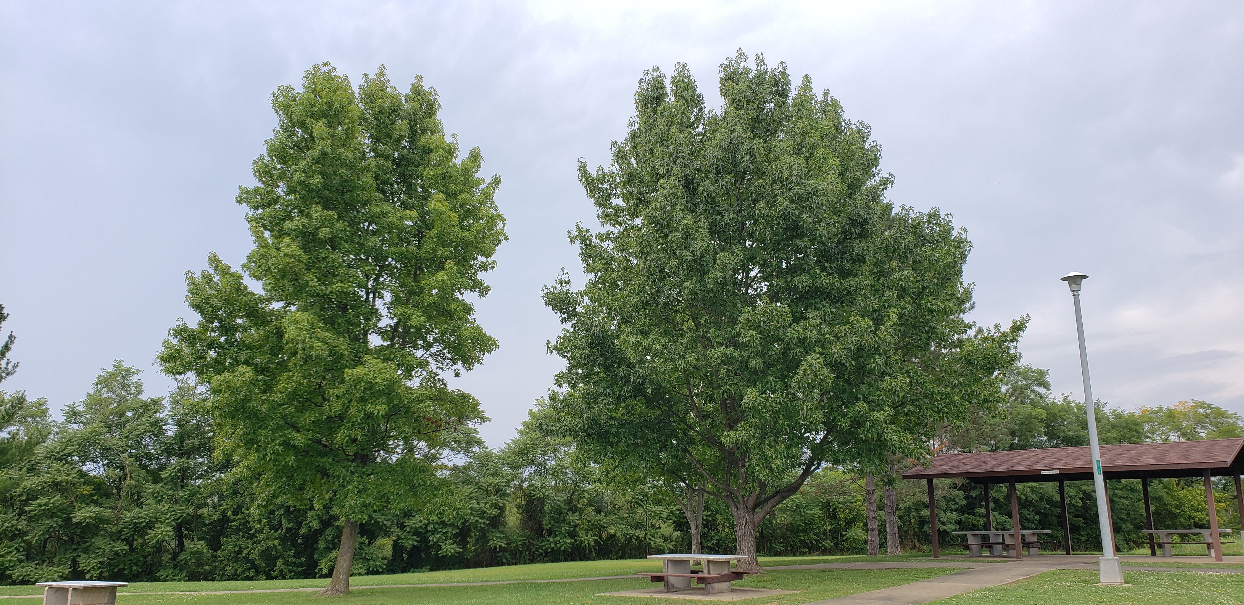 Liquidambar styraciflua plantplacesimage20200816_161204.jpg
