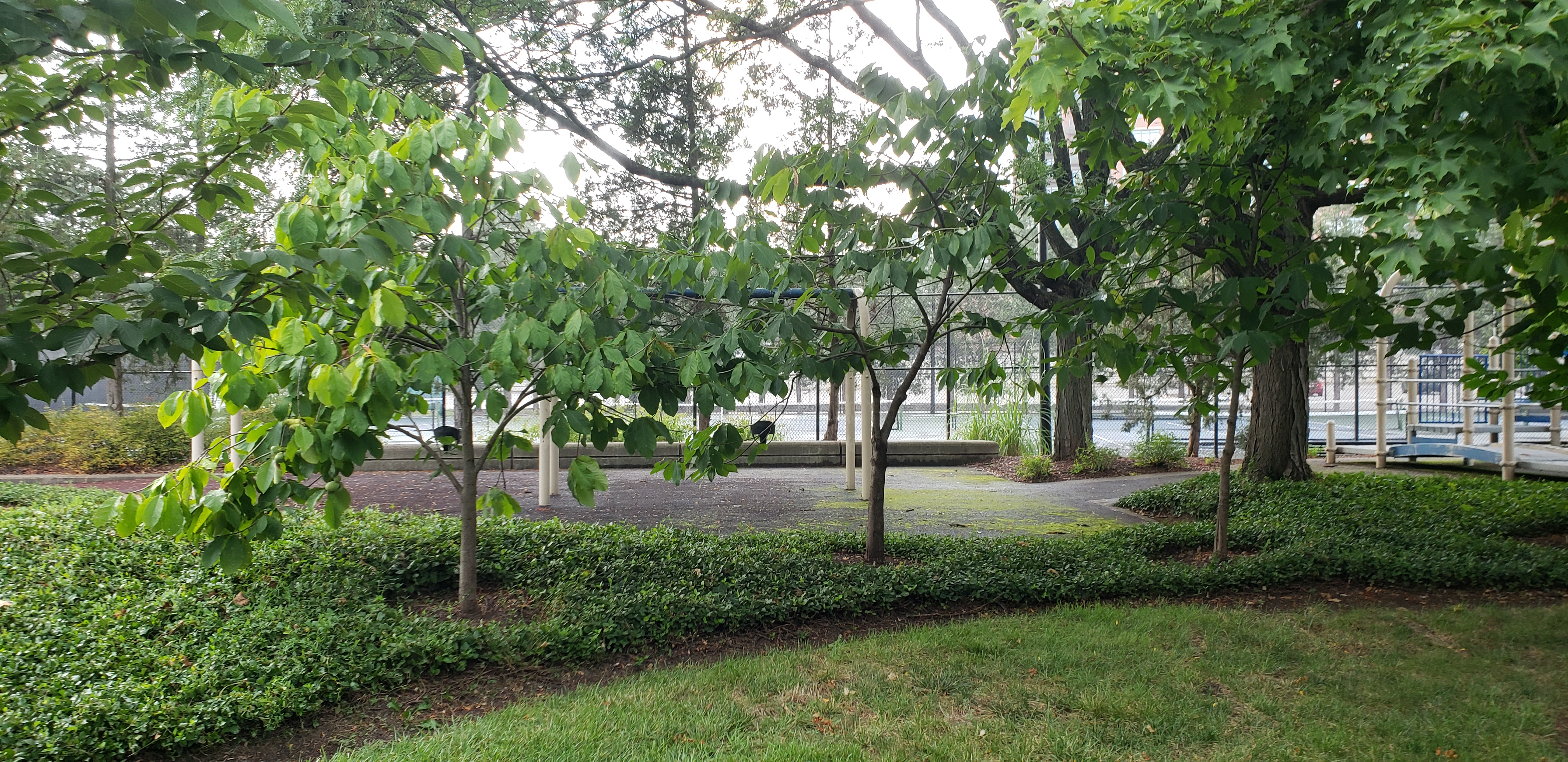 Asimina triloba plantplacesimage20210827_164912.jpg