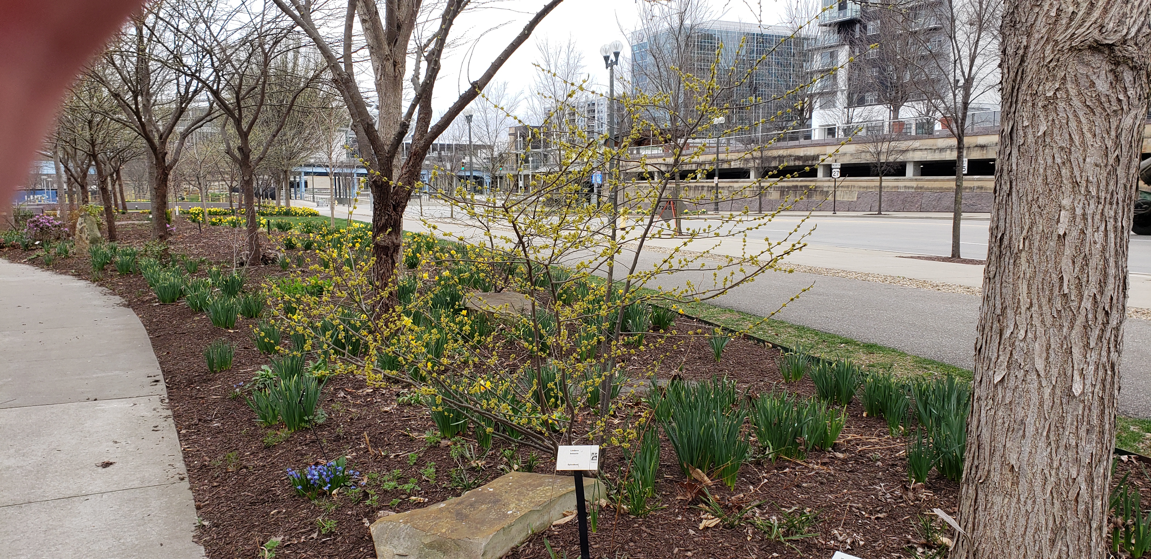 Lindera benzoin plantplacesimage20220325_135748.jpg