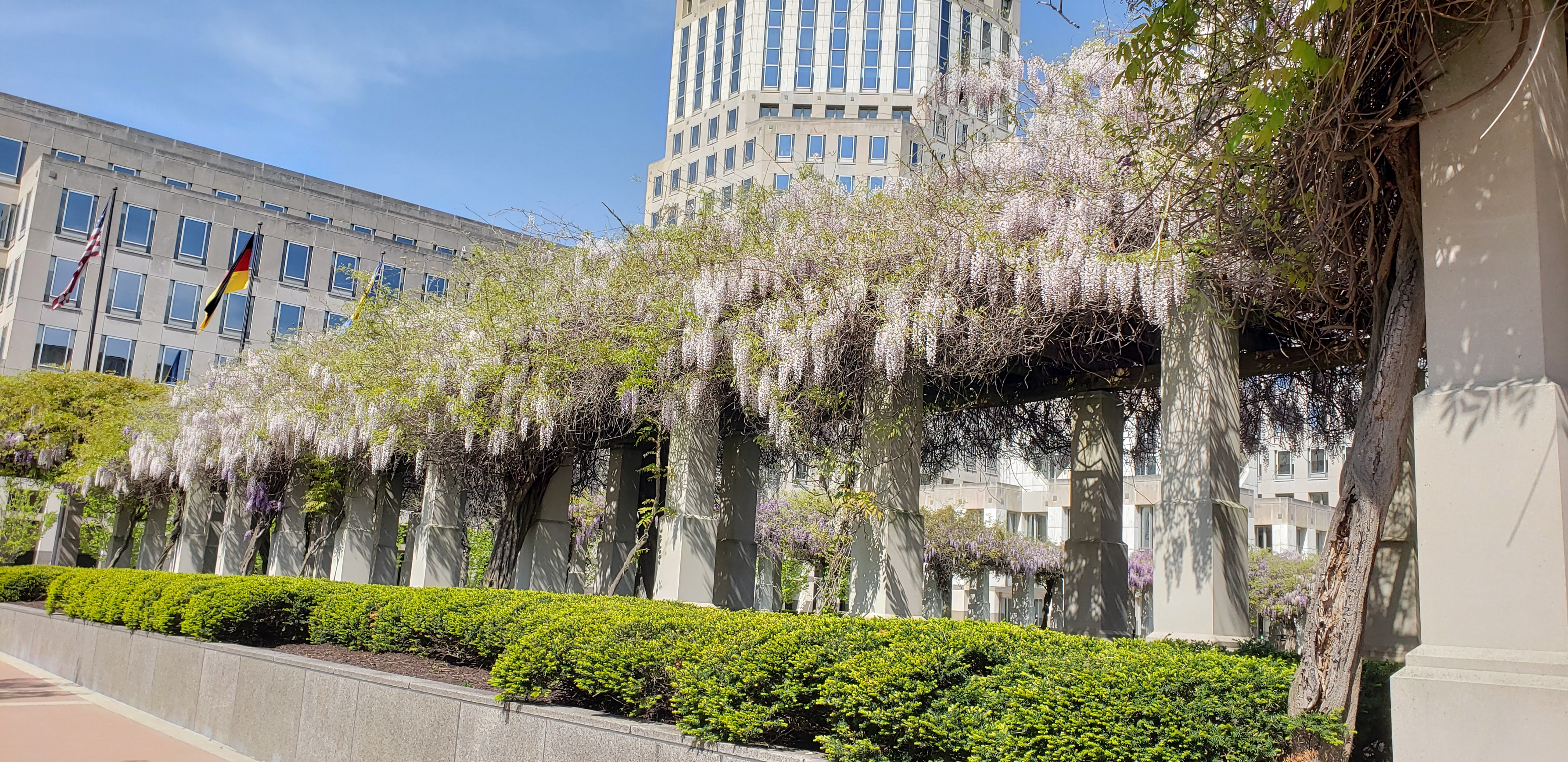 Wisteria floribunda plantplacesimage20220429_155339.jpg