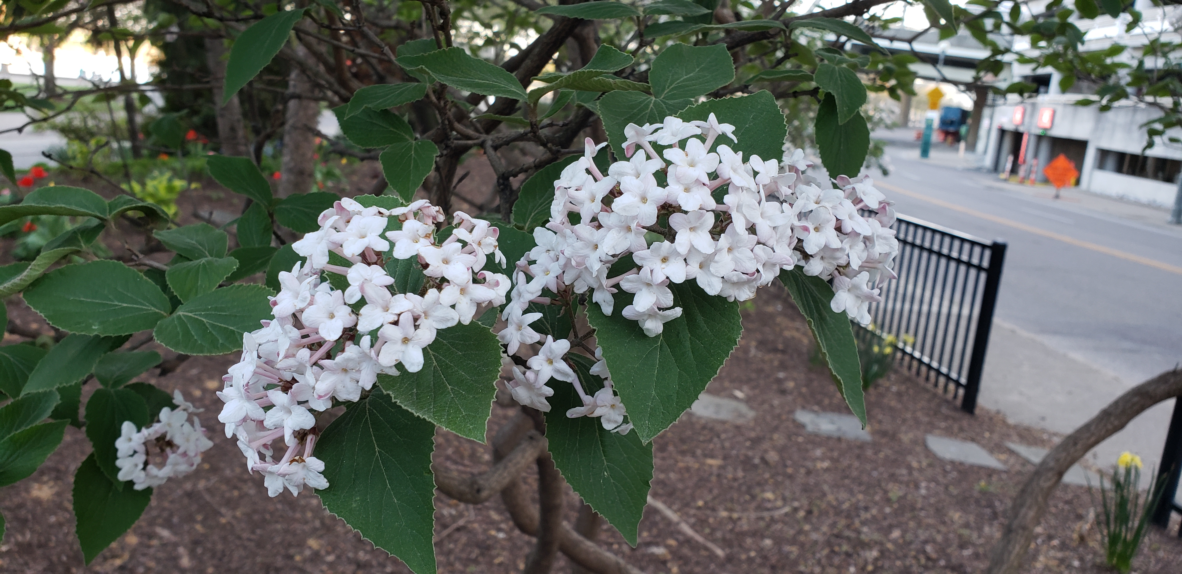 Viburnum x burkwoodii plantplacesimage20230411_192009.jpg