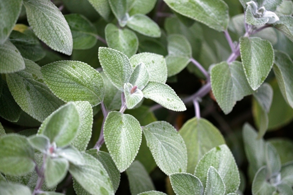 Picture of Plectranthus argentatus 'Silver Shield' Silver Shield