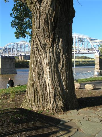 Picture of Populus deltoides  Eastern Cottonwood