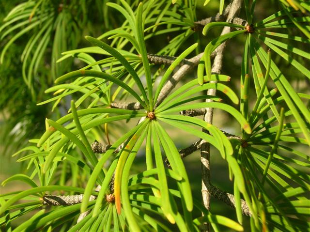 Picture of Pseudolarix kaempferi  Golden Larch